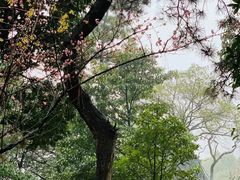 -香雪海