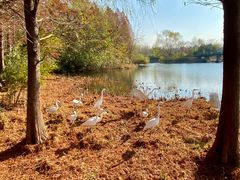 -溱湖国家湿地公园