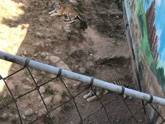 -西霞口神雕山野生动物世界