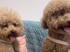 -佳雯宠物医院·皮肤科·内外科(春晓路分院)