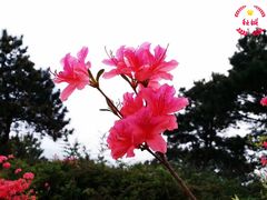 -木兰云雾山