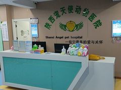 -天使宠物医院·犬猫分诊(彩虹店)