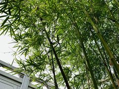 -深圳仙湖植物园