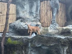 -清迈夜间动物园