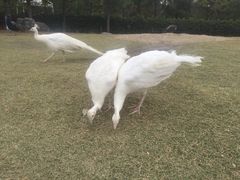 -武汉园博园(武汉自然博物馆)