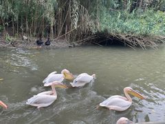 -广州长隆飞鸟乐园