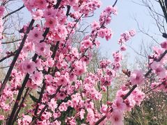 -济南植物园