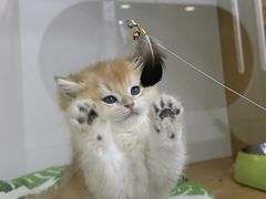 -青奢宠物·青奢猫舍