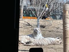 -北京野生动物园