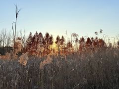 -昆山城市生态森林公园