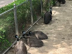 -石家庄市动物园