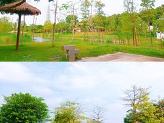 -王借岗森林公园