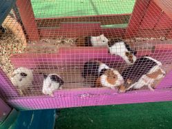 -萌宠亲子动物乐园(槐房万达店)