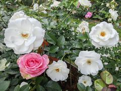 -人民公园(罗湖区)