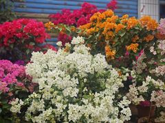 -桂林市花鸟市场