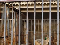 -动物缘宠物医院·骨科·猫科(西二环店)