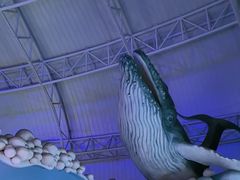-烟台海昌鲸鲨海洋公园