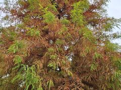 -黄海国家森林公园