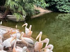 -深圳野生动物园