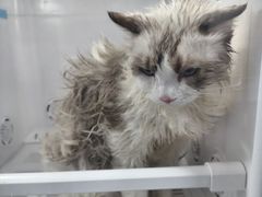 -博特宠物医院24h犬猫全科.骨科·异宠