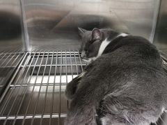 -佳雯宠物医院(四明中路分院)