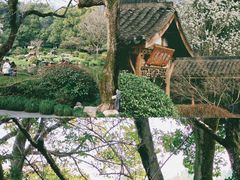 -杭州植物园