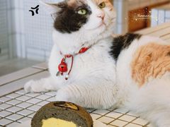 -CENCHI 汵奇咖啡(东四店)