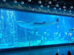-烟台海昌鲸鲨海洋公园