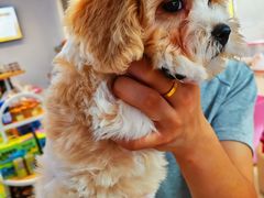 -翊宠yipet猫狗购宠庄园犬舍•猫舍