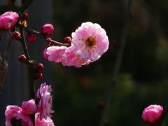 -陕西省西安植物园