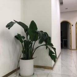 -OAE日式皮肤管理お肌の