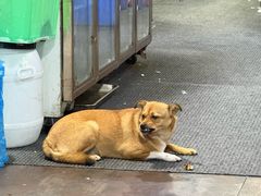 -皖北巫氏三胖地锅鸡(长淮总店)