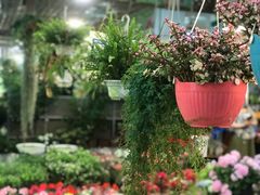 -双季花艺园艺市场(浦东店)