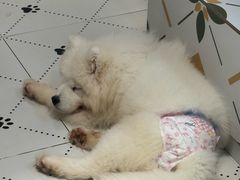 -毛绒耶耶撸宠馆·猫咖·狗咖·荷兰猪咖