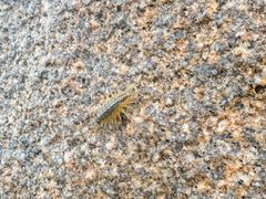 -阿弟特色海鲜餐厅·大排档(平潭店)