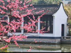 -红梅公园