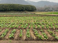 -八卦田遗址公园