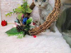 -十年猫舍·猫咪专门店(普陀店)