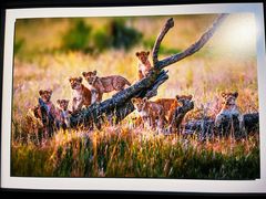 -罗红摄影艺术馆