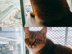 -喵屿·大理花园猫咖