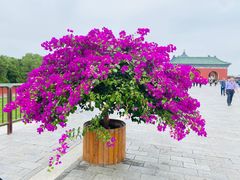 -天坛公园