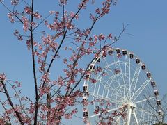 -顾村公园