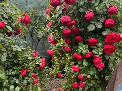 -龙大花卉苗木市场