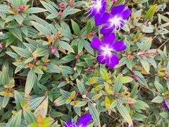 -铁山坪森林公园