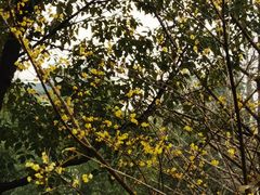 -谷咖啡·鲜花绿植花园餐厅