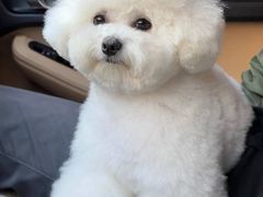 -萌宠之家·腊肠犬·马尔泰·小体犬舍