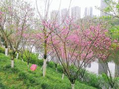 -重庆彩云湖湿地公园