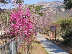 -泰山风景名胜区