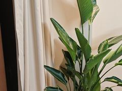 -杨氏青龙虾·羊蝎子(珠江路店)