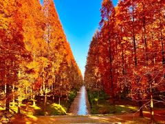 -黄海国家森林公园